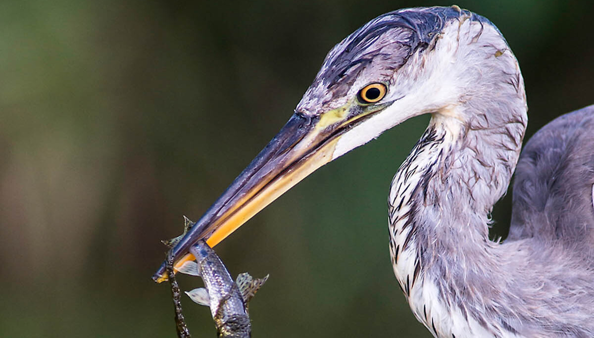 Secret de rivière et biodiversité